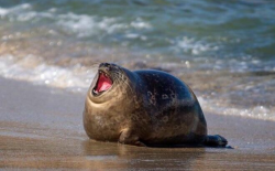 User Profile: ChonkySeal