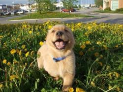 User Profile: puppydogjoy