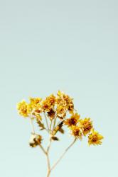 User Profile: Lysimachia
