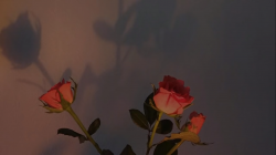 User Profile: Scarlettanna13