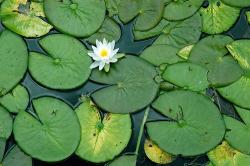 User Profile: GreenWaterLily