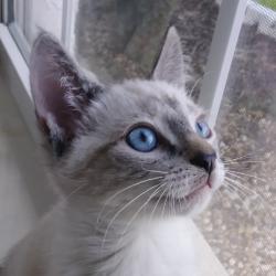 User Profile: MindfulKitten