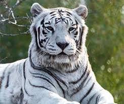 Profile: WhiteTiger3