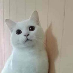 User Profile: UkiyoPigeon