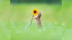 User Profile: sunnyPainting5200