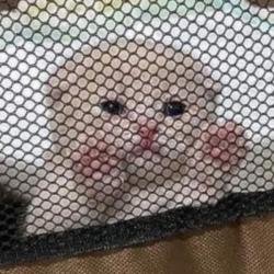 User Profile: PeachyRat