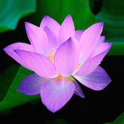 User Profile: greatfulTurtle4886