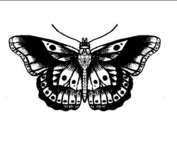 User Profile: adoredButterfly0201