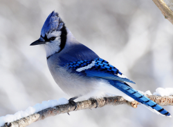 User Profile: BlueJayBirdie