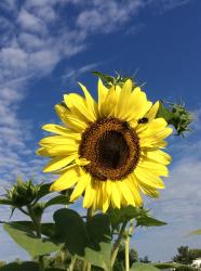 User Profile: Sunflower344