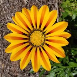 User Profile: sunandflowers00