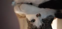 User Profile: Kittycatra13