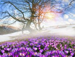 User Profile: SpringIce
