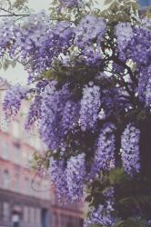 User Profile: indigovalley