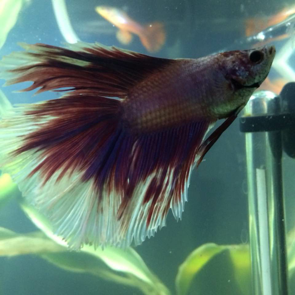 User Profile: SerotonintheBettaFish