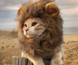 User Profile: TabbyClaws