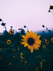 User Profile: Rayhi