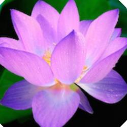 User Profile: intelligentTruth8985
