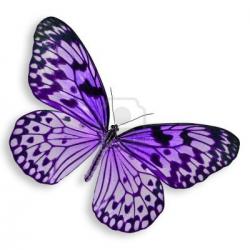 Profile: cuddlyButterfly74