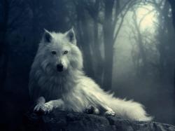 Profile: RainWolf