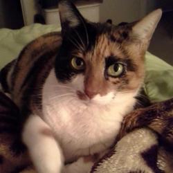 User Profile: TheCatsMeow