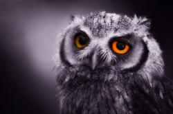 Profile: OwlKnowsAll