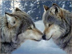 Profile: Chywolf