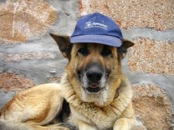 Profile: oldShepherd47