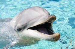 User Profile: DolphinDreamer