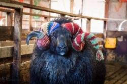 Profile: cozywool