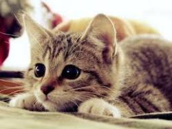 Profile: LovingCat