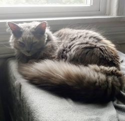 User Profile: CatsInLimbo0826