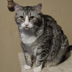 User Profile: Passionforcats