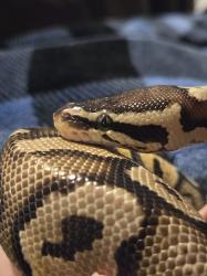 User Profile: BananasTheBallPython