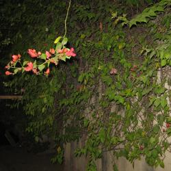 User Profile: orangeSpruce8945