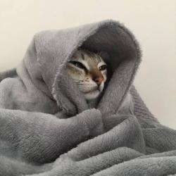rosalisa profile picture