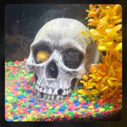 User Profile: TiredBoiTnT
