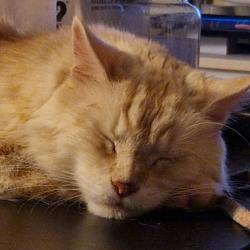 User Profile: Sofling