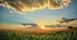 User Profile: SurroundedByCornfields