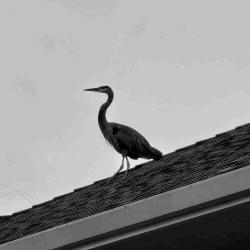 User Profile: BadoogleKing