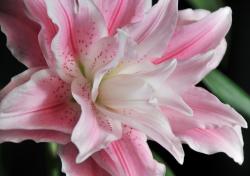 User Profile: seashell134