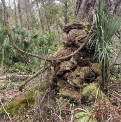 User Profile: Pinetrail