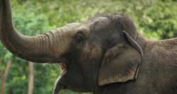 User Profile: Alffie