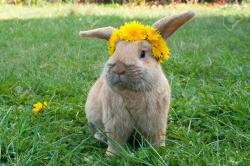 User Profile: rationalBunny4381