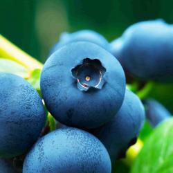 User Profile: practicalblueberry