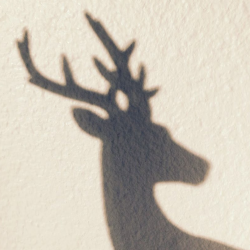 User Profile: mydeer