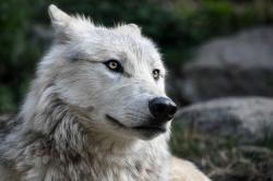 User Profile: Wolfveeahwoooooo