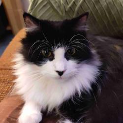 User Profile: FluffyPurryMonster