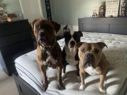 User Profile: BullyMama3414