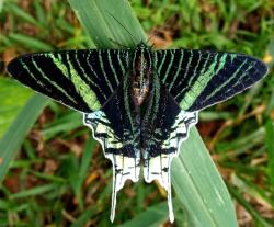User Profile: Mothlover2012